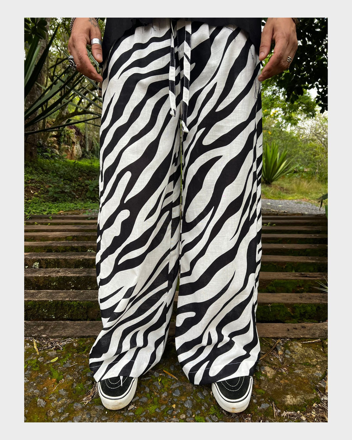 Pant Bari cebra